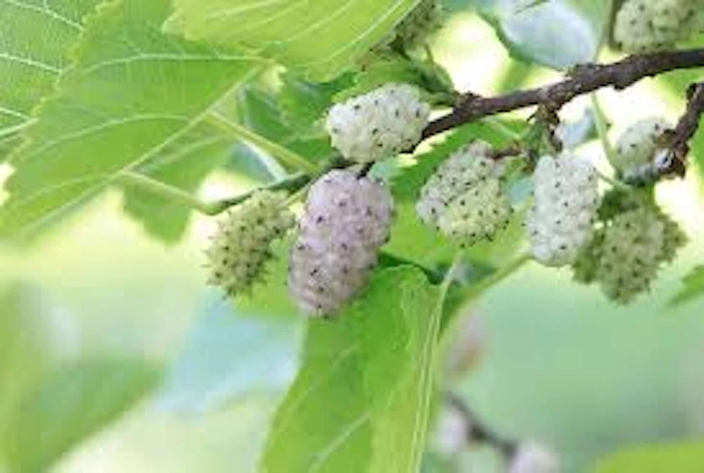 White Mulberry Tree Live Plant - Morus alba - 12-24in Tall - Quart Pot - Image 1