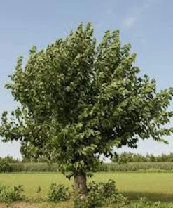 White Mulberry Tree Live Plant - Morus alba - 12-24in Tall - Quart Pot - Image 4