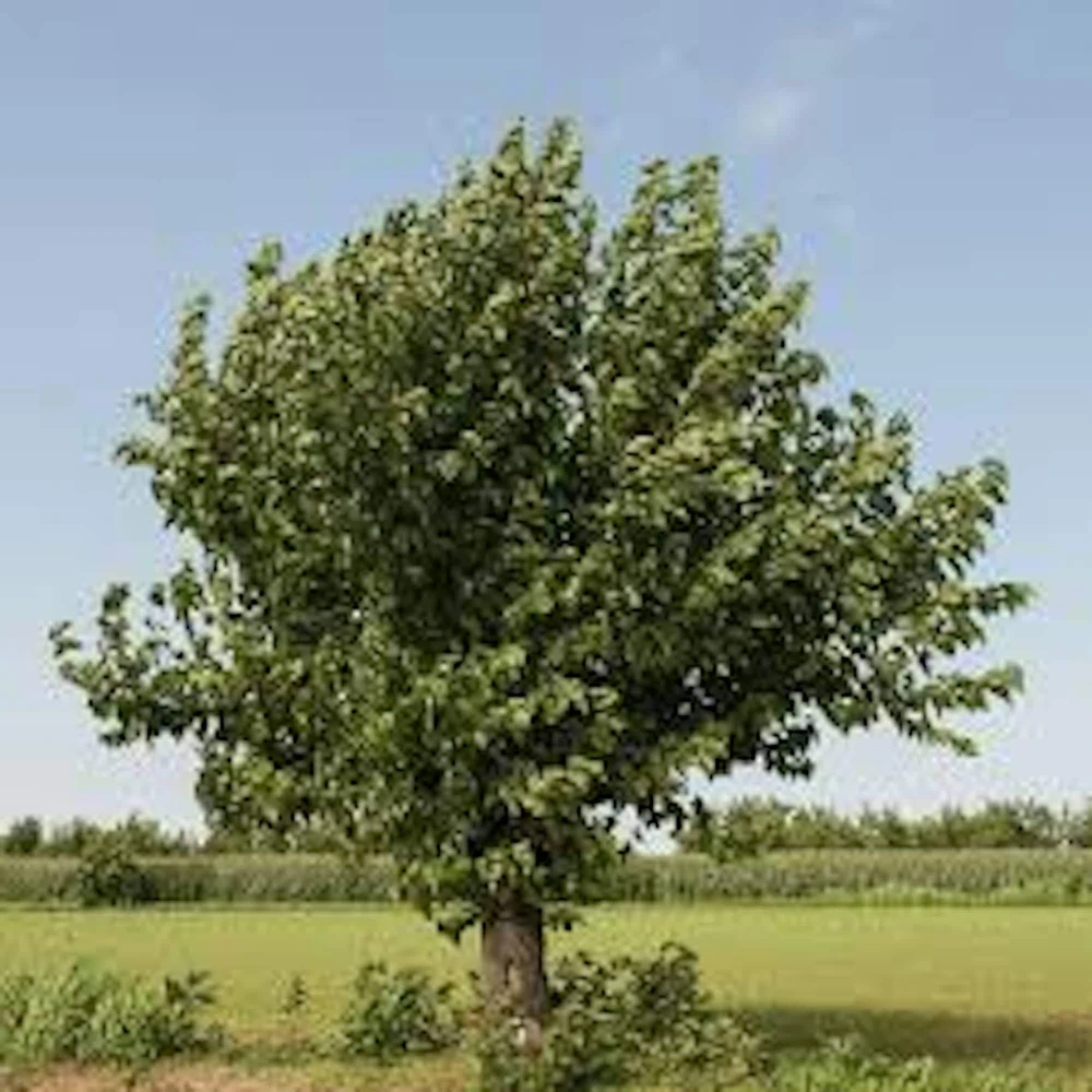 White Mulberry Tree Live Plant - Morus alba - 12-24in Tall - Quart Pot - Image 4