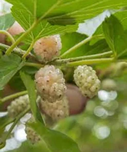 White Mulberry Tree (Morus alba) Live Plant – 12-24in Tall Bare Root – USDA Zones 4-9 - Image 3