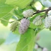 White Mulberry Tree (Morus alba) Live Plant – 12-24in Tall Bare Root – USDA Zones 4-9 - Image 1