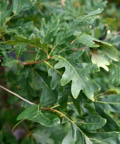 White Oak Tree Live Plant - Quercus alba 12-24" Tall Starter Plant - Image 2