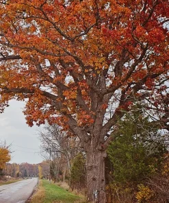 White Oak Tree Live Plant - Quercus alba 12-24