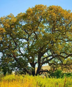 White Oak Tree Live Plant - Quercus alba 12-24