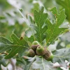 White Oak Tree Live Plant - Quercus alba 12-24" Tall Starter Plant - Image 1