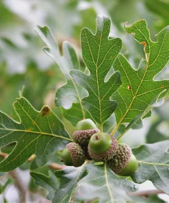 White Oak Tree Live Plant - Quercus alba 12-24