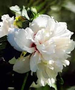 White Rose of Sharon Hibiscus Live Plant – 12-24
