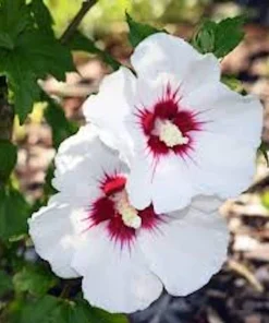White Rose of Sharon Hibiscus Live Plant – 12-24