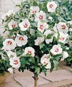 White Rose of Sharon Hibiscus Live Plant – 12-24