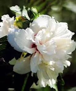 White Rose of Sharon Hibiscus syriacus Live Plant – 12-24