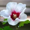 White Rose of Sharon Hibiscus syriacus Live Plant – 12-24" Tall Starter Quart Pot - Image 1