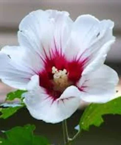 White Rose of Sharon Hibiscus syriacus Live Plant – 12-24