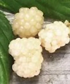 White Snowbank Blackberry Live Plant - Unique Edible Fruit, Rubus - Image 4