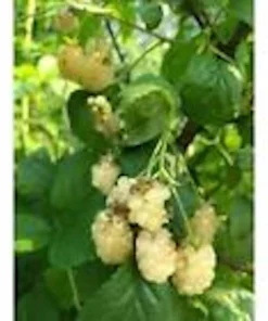 White Snowbank Blackberry Live Plant - Unique Edible Fruit, Rubus - Image 5