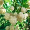 White Snowbank Blackberry Live Plant - Unique Edible Fruit, Rubus - Image 1