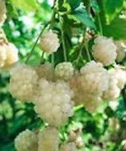 White Snowbank Blackberry Live Plant - Unique Edible Fruit, Rubus - Image 1