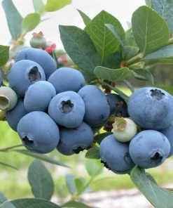 Windsor Blueberry Live Plant - Vaccinium corymbosum 'Windsor' - Southern Highbush Starter Plug - Image 2