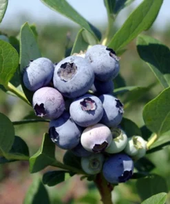Windsor Blueberry Live Plant - Vaccinium corymbosum 'Windsor' - Southern Highbush Starter Plug - Image 1
