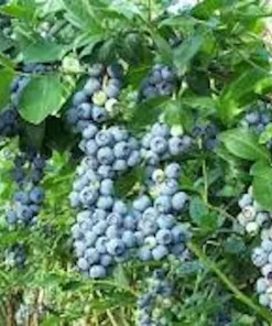 Windsor Blueberry Live Plant - Vaccinium corymbosum 'Windsor' - Southern Highbush Starter Plug - Image 7