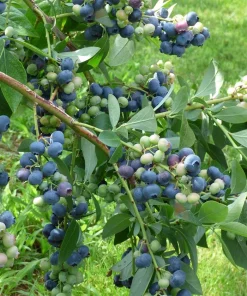 Windsor Blueberry Live Plant - Vaccinium corymbosum 'Windsor' - Southern Highbush Starter Plug - Image 8
