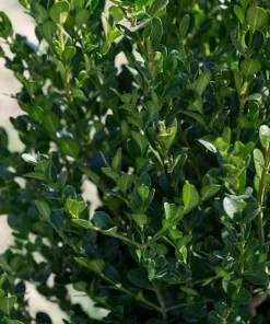 Winter Gem Boxwood Shrub Live Plant - 3 Pack, 5-8in Tall, Evergreen - Image 2