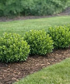 Winter Gem Boxwood Shrub Live Plant - 3 Pack, 5-8in Tall, Evergreen - Image 5