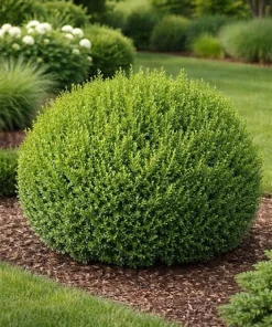 Winter Gem Boxwood Shrub Live Plant - 3 Pack, 5-8in Tall, Evergreen - Image 1