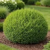 Winter Gem Boxwood Shrub Live Plant, 5-8 inch, Hardy Evergreen - Image 1