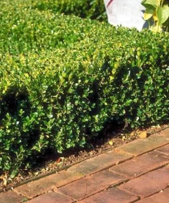 Winter Gem Boxwood Shrub Live Plant, 5-8 inch, Hardy Evergreen - Image 3