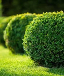 Winter Gem Boxwood Shrub Live Plant, 5-8 inch, Hardy Evergreen - Image 4