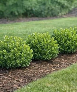 Winter Gem Boxwood Shrub Live Plant, 5-8 inch, Hardy Evergreen - Image 5