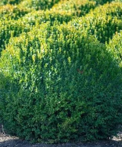 Winter Gem Boxwood Shrub Live Plant, 5-8 inch, Hardy Evergreen - Image 6