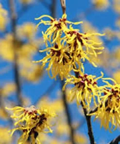 Witch Hazel Tree Hamamelis virginiana - Native Live Plant 12-24in Tall Quart Pot - Image 3