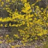 Witch Hazel Tree Hamamelis virginiana - Native Live Plant 12-24in Tall Quart Pot - Image 1