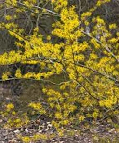 Witch Hazel Tree Hamamelis virginiana - Native Live Plant 12-24in Tall Quart Pot - Image 1