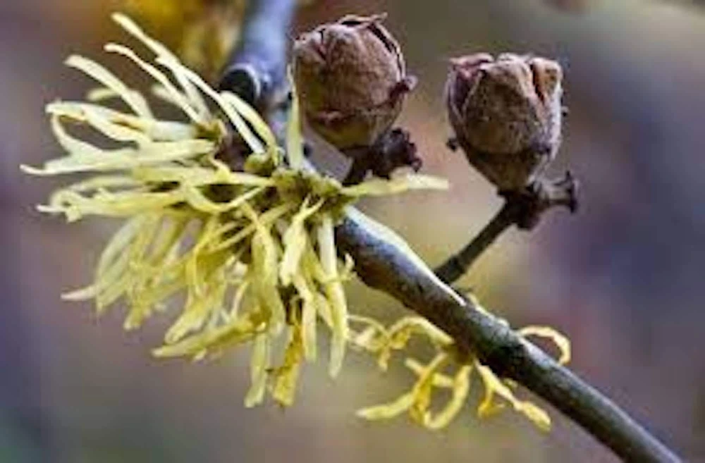 Witch Hazel Tree Hamamelis virginiana - Native Live Plant 12-24in Tall Quart Pot - Image 4