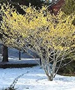 Witch Hazel Tree Hamamelis virginiana - Native Live Plant 12-24in Tall Quart Pot - Image 5