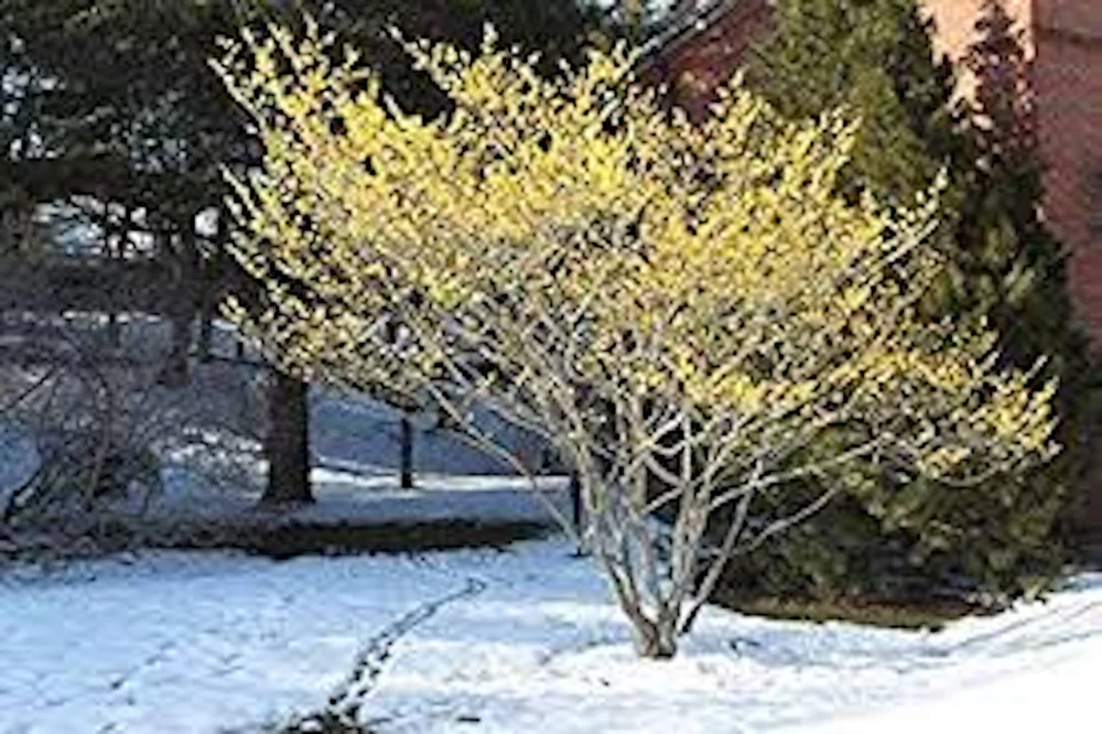 Witch Hazel Tree Hamamelis virginiana - Native Live Plant 12-24in Tall Quart Pot - Image 5