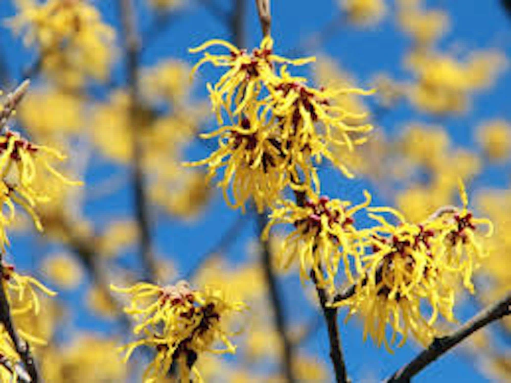 Witch Hazel Tree Hamamelis virginiana - Native Live Plant 12-24in Tall Quart Pot - Image 6