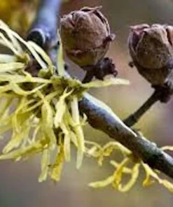 Witch Hazel Tree Live Plant - Hamamelis virginiana - 12-24in Tall Quart Pot - Image 4