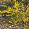 Witch Hazel Tree Live Plant - Hamamelis virginiana - 12-24in Tall Quart Pot - Image 1