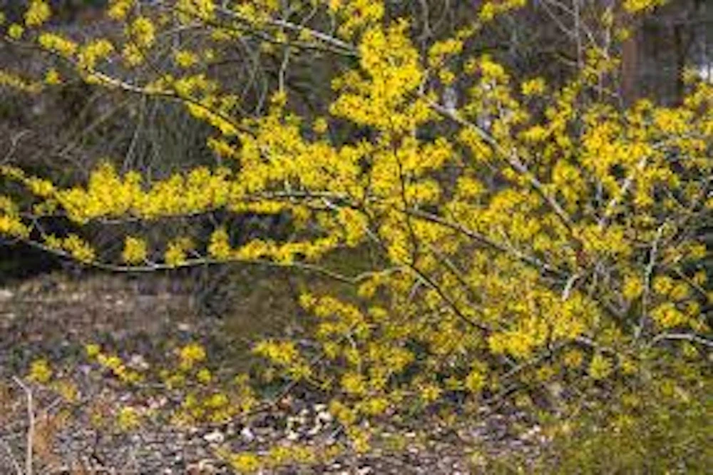 Witch Hazel Tree Live Plant - Hamamelis virginiana - 12-24in Tall Quart Pot - Image 1