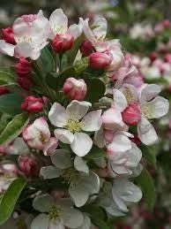 Zumi Crabapple Live Plant - Wildlife Tree, Fruit, Pollinator, Zones 4-8 - Image 2