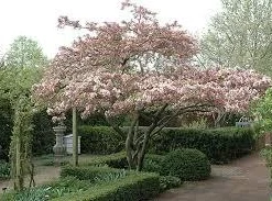 Zumi Crabapple Live Plant - Wildlife Tree, Fruit, Pollinator, Zones 4-8 - Image 3