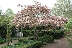 Zumi Crabapple Live Plant - Wildlife Tree, Fruit, Pollinator, Zones 4-8 - Image 3