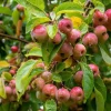 Zumi Crabapple Live Plant - Wildlife Tree, Fruit, Pollinator, Zones 4-8 - Image 1