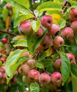 Zumi Crabapple Live Plant - Wildlife Tree, Fruit, Pollinator, Zones 4-8 - Image 1