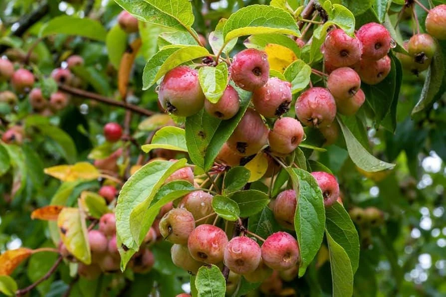 Zumi Crabapple Live Plant - Wildlife Tree, Fruit, Pollinator, Zones 4-8 - Image 1