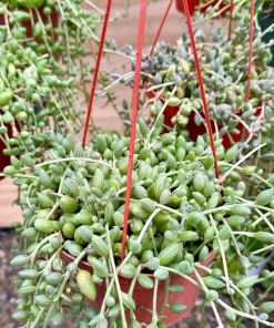 6 Inch String of Watermelon Live Plant - Trailing Succulent Houseplant - Image 2