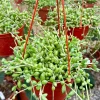 6 Inch String of Watermelon Live Plant - Trailing Succulent Houseplant - Image 1